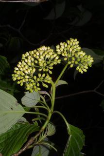 Cornus alternifolia, inflorescence - whole - unspecified