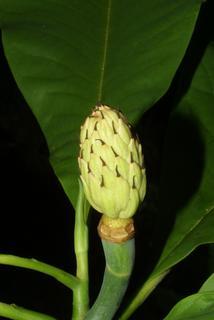 Magnolia tripetala, fruit - immature