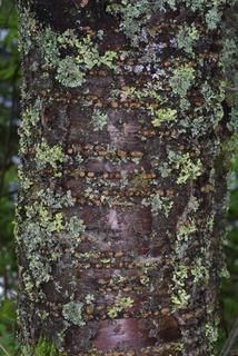 Prunus pensylvanica, bark - of a medium tree or large branch