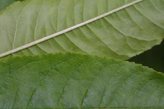 Prunus pensylvanica, leaf - margin of upper + lower surface