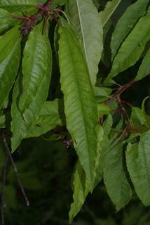Prunus pensylvanica, leaf - whole upper surface