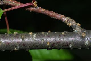 Prunus pensylvanica, twig - orientation of petioles