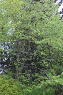 Prunus pensylvanica, whole tree or vine - general