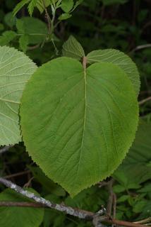 Viburnum lantanoides, leaf - whole upper surface