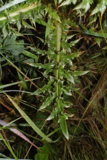 Carduus nutans, leaf - basal or on lower stem