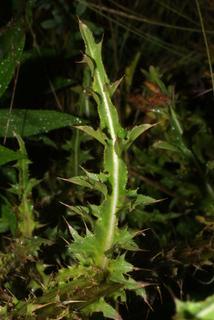 Carduus nutans, leaf - on upper stem