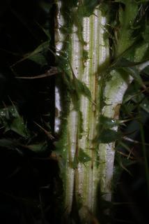 Carduus nutans, stem - showing leaf bases