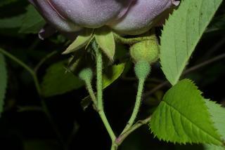 Rosa setigera, inflorescence - ventral view of flower + perianth