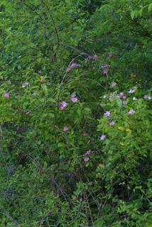 Rosa setigera, whole tree or vine - general