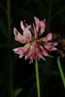 Trifolium hybridum, inflorescence - whole - unspecified