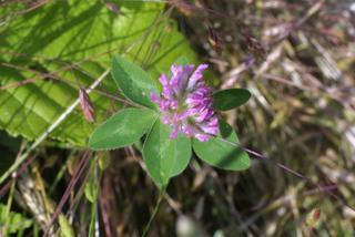 Trifolium pratense, inflorescence - whole - unspecified