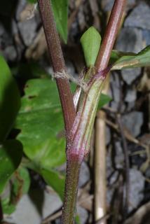 Commelina communis, stem - showing leaf bases