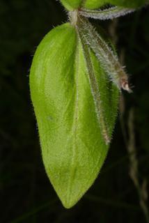 Houstonia purpurea, leaf - basal or on lower stem