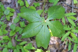 Podophyllum peltatum, leaf - basal or on lower stem