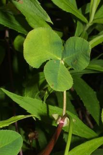 Trifolium hybridum, leaf - on upper stem
