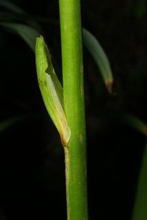Hemerocallis fulva, stem - showing leaf bases