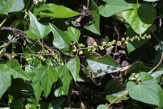 Cocculus carolinus, inflorescence - whole - male