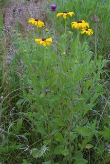 Rudbeckia hirta, whole plant - in flower - general view