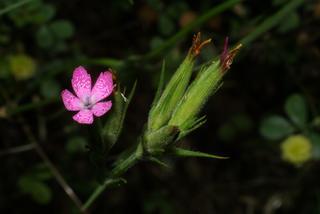 Dianthus armeria, inflorescence - frontal view of flower