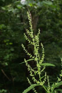 Rumex obtusifolius, inflorescence - whole - unspecified