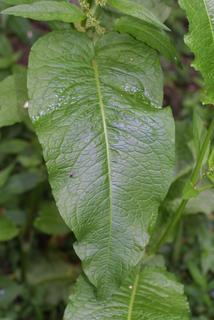 Rumex obtusifolius, leaf - basal or on lower stem
