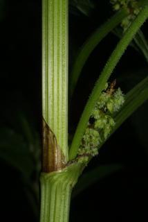 Rumex obtusifolius, stem - showing leaf bases