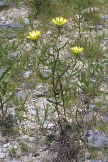 Grindelia lanceolata, whole plant - in flower - general view