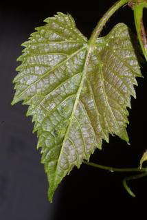 Vitis vulpina, leaf - unspecified