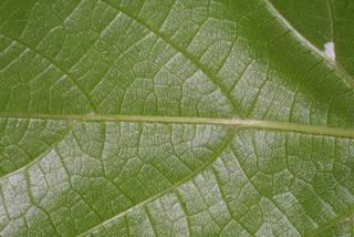 Vitis vulpina, leaf - unspecified