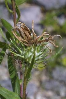 Grindelia lanceolata, fruit - juvenile