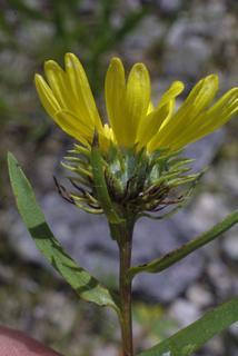 Grindelia lanceolata, inflorescence - whole - unspecified