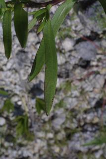 Grindelia lanceolata, leaf - basal or on lower stem