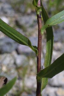Grindelia lanceolata, stem - showing leaf bases