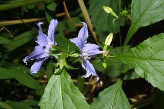 Campanula americana, inflorescence - lateral view of flower