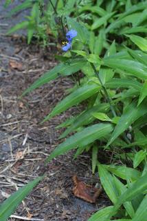 Commelina erecta, whole plant - in flower - general view