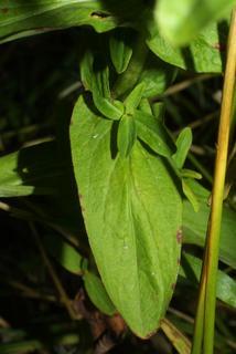 Hypericum punctatum, leaf - basal or on lower stem
