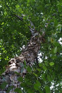 Betula nigra, whole tree or vine - view up trunk