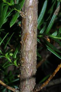 Taxus, bark - of a small tree or small branch