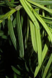 Taxus, leaf - entire needle