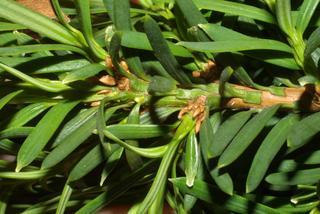 Taxus, twig - showing attachment of needles