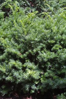 Taxus, whole tree - general