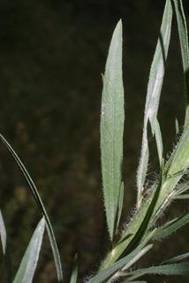 Conyza canadensis, leaf - on upper stem