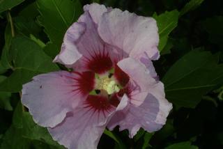 Hibiscus syriacus, inflorescence - frontal view of flower