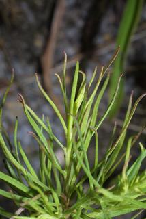 Helenium amarum, leaf - on upper stem