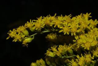 Solidago gigantea, inflorescence - whole - unspecified