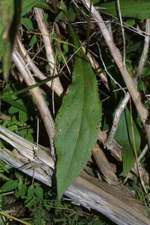 Solidago gigantea, leaf - basal or on lower stem