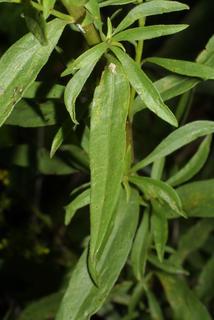 Solidago gigantea, leaf - on upper stem