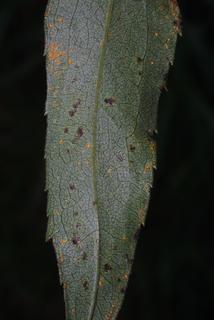 Solidago gigantea, leaf - unspecified
