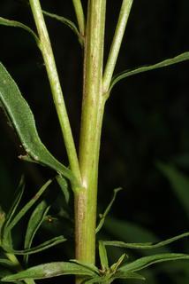 Solidago gigantea, stem - showing leaf bases