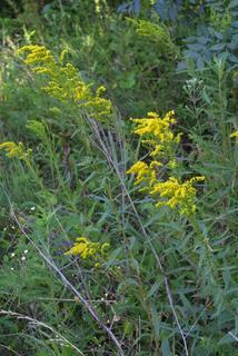 Solidago gigantea, whole plant - in flower - general view